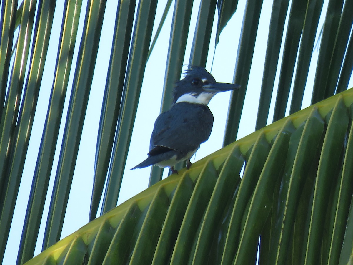 Belted Kingfisher - Curtis Mahon