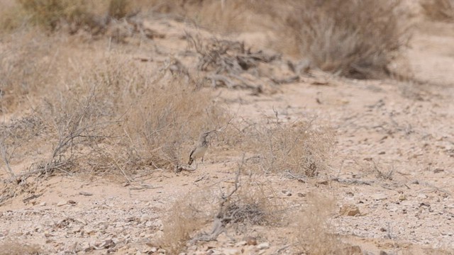 Greater Hoopoe-Lark (Mainland) - ML426684191