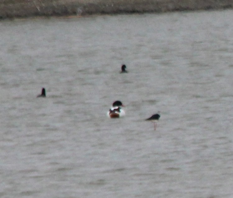 Common Shelduck - ML426685091