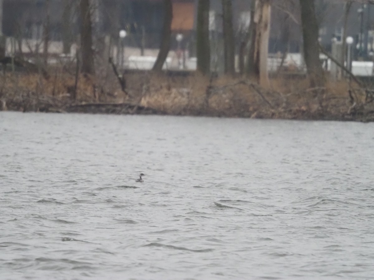 Eared Grebe - Kevin Wistrom