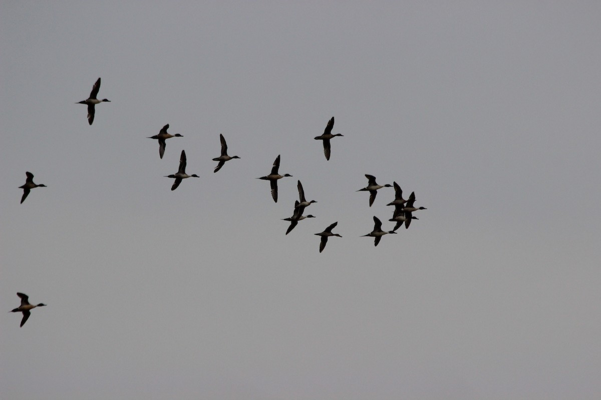 Northern Pintail - ML426686161