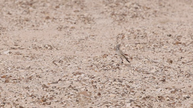 Greater Hoopoe-Lark (Mainland) - ML426687231