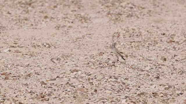 Greater Hoopoe-Lark (Mainland) - ML426687231