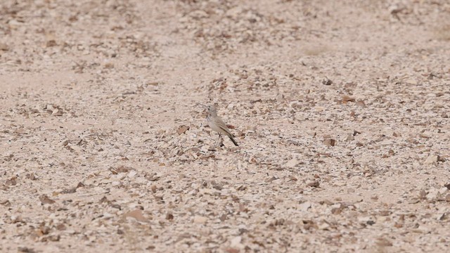 Greater Hoopoe-Lark (Mainland) - ML426687491