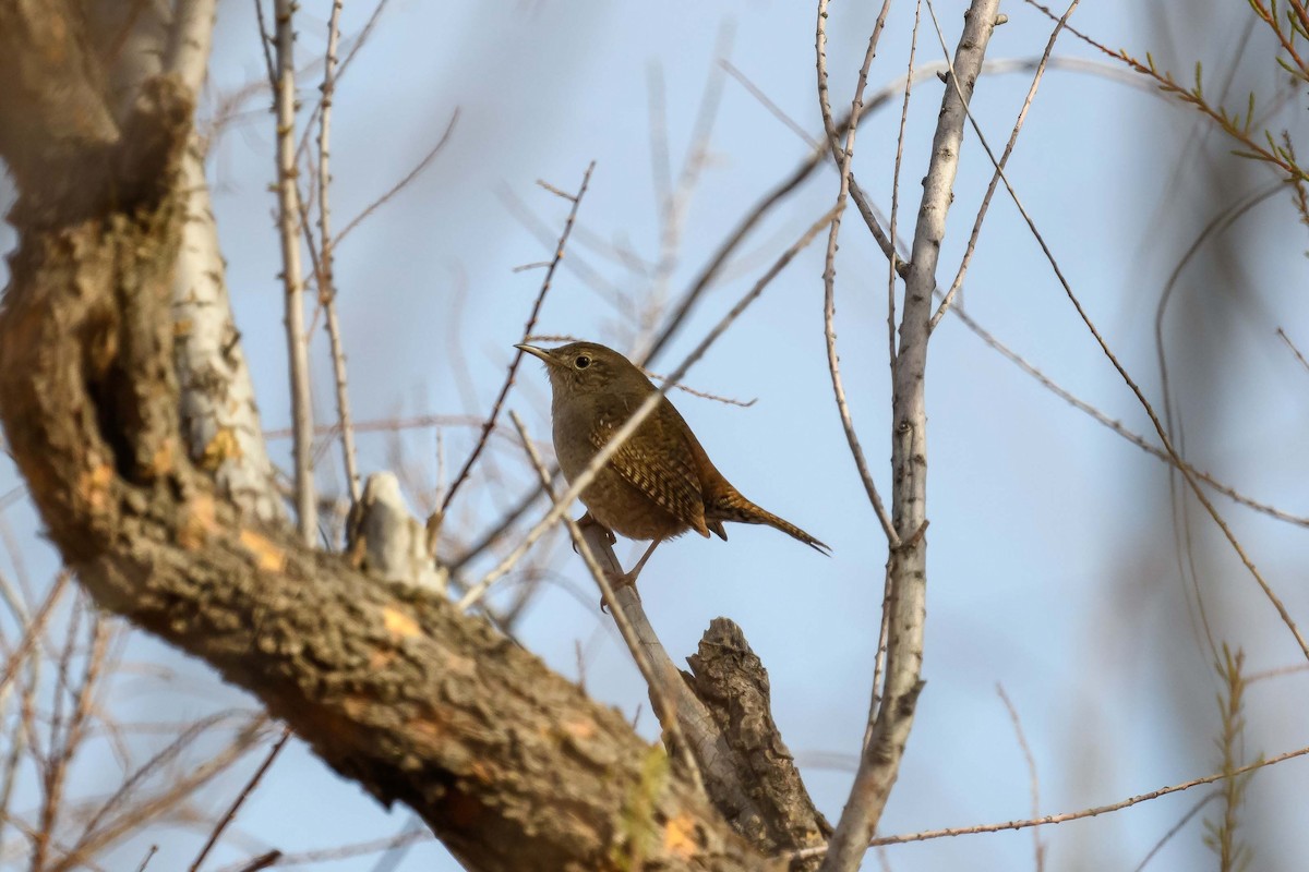 House Wren - ML426687641