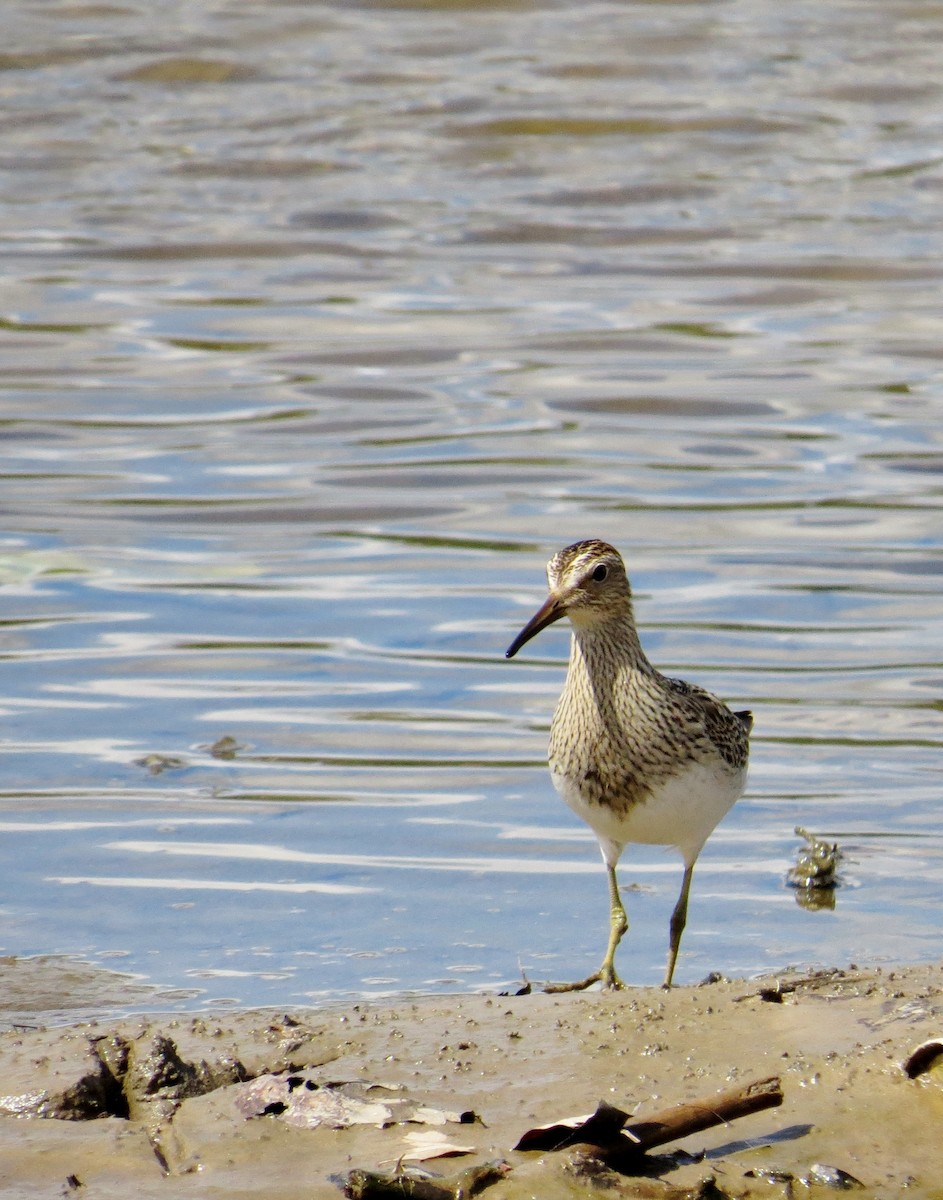 Pectoral Sandpiper - ML42668771