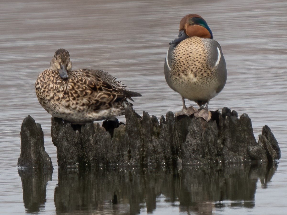 Green-winged Teal - ML426689871