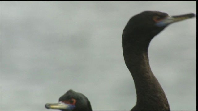 Red-faced Cormorant - ML426690