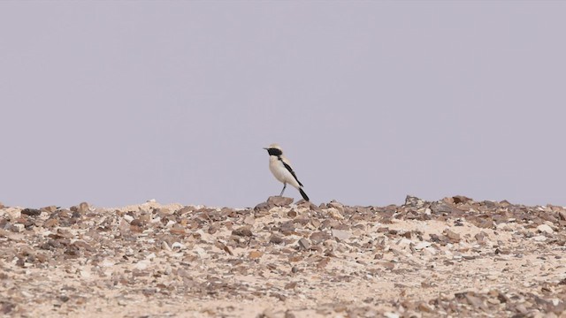 סלעית מדבר - ML426690241