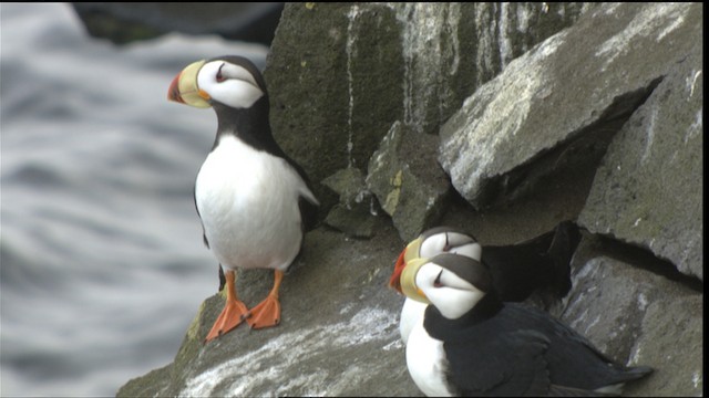 Horned Puffin - ML426693