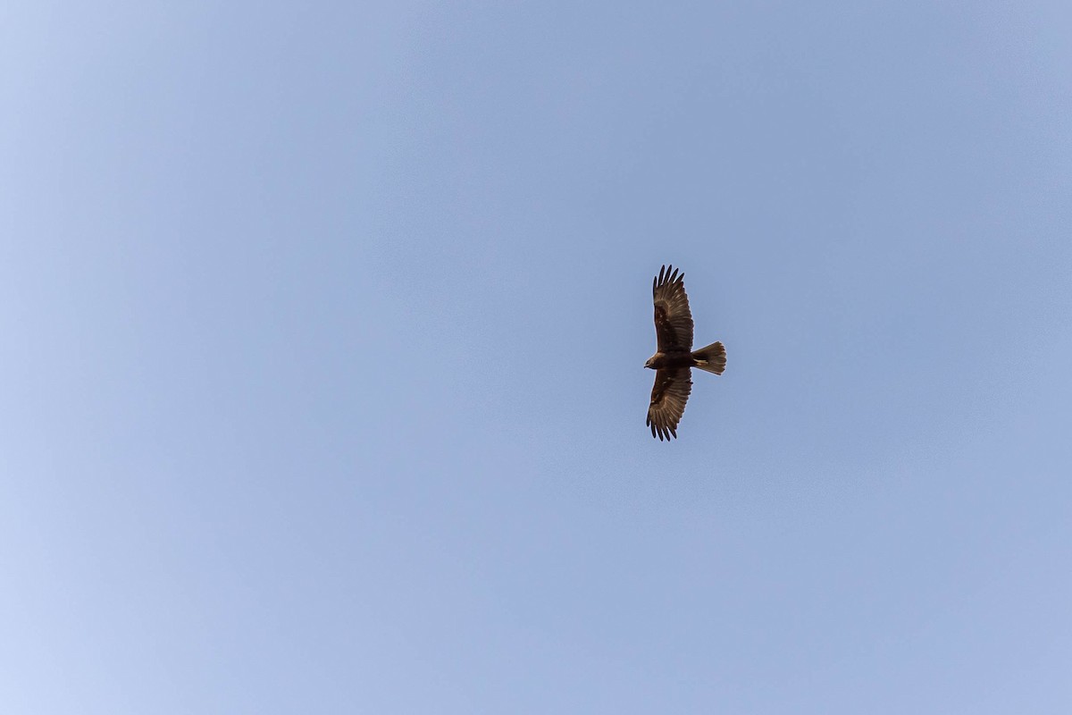 Western Marsh Harrier - ML426694501