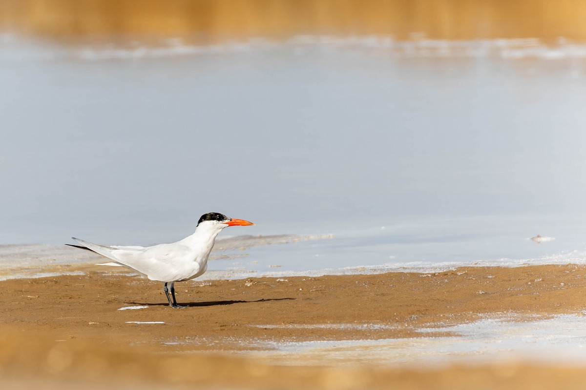 Caspian Tern - ML426694821