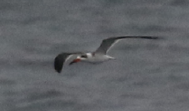 Black Skimmer - ML42669501