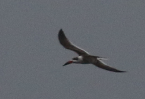 Black Skimmer - ML42669511