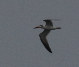 Black Skimmer - ML42669521