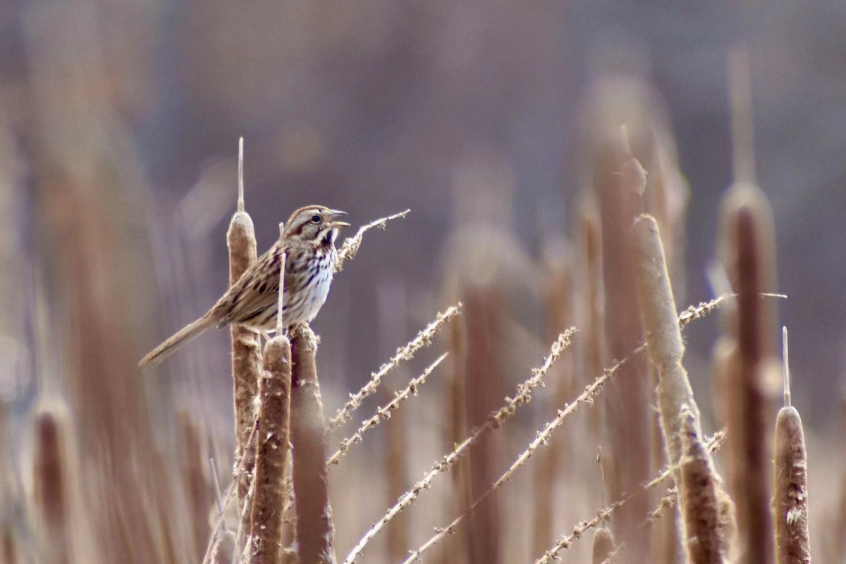 Song Sparrow - ML426695251