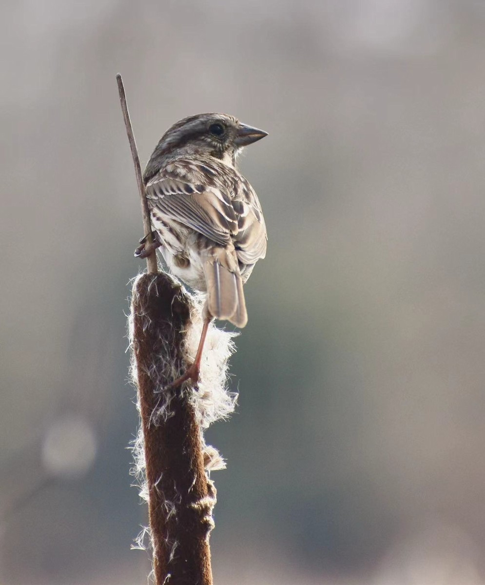 Song Sparrow - ML426695301