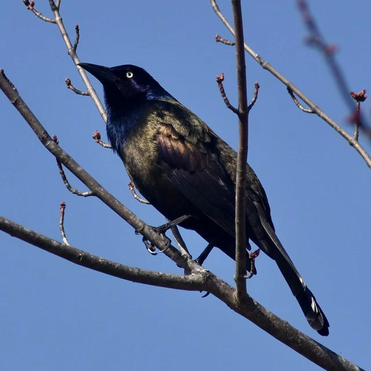 Common Grackle - ML426695361