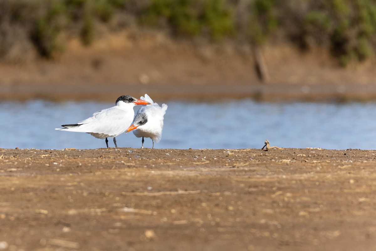 Caspian Tern - ML426695971