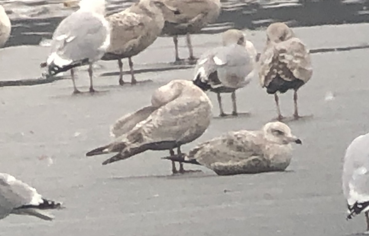 Iceland Gull (Thayer's) - ML426696511