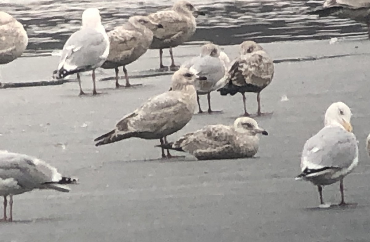 Gaviota Groenlandesa (thayeri) - ML426696531