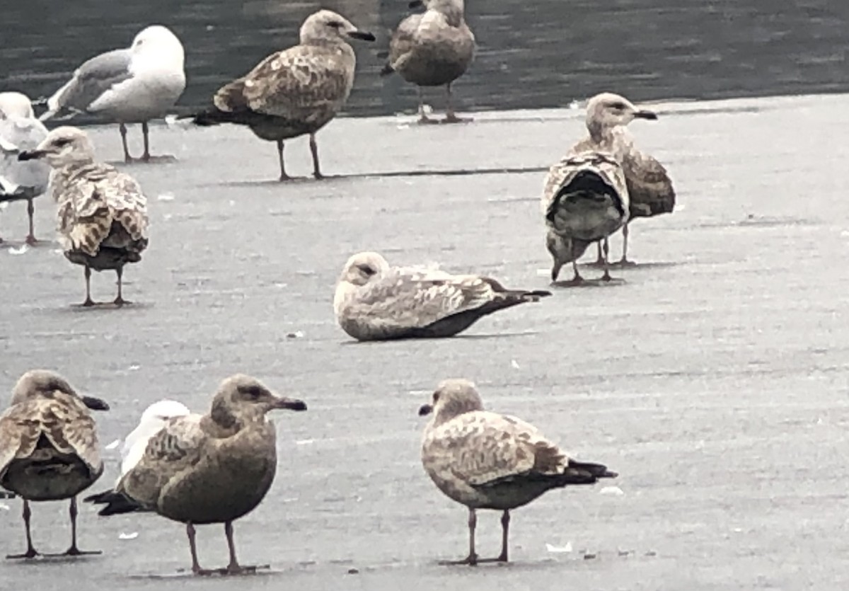 Iceland Gull (Thayer's) - ML426696541