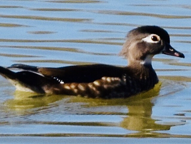 Wood Duck - ML426697231