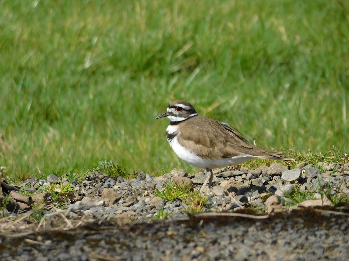 Killdeer - ML426697621