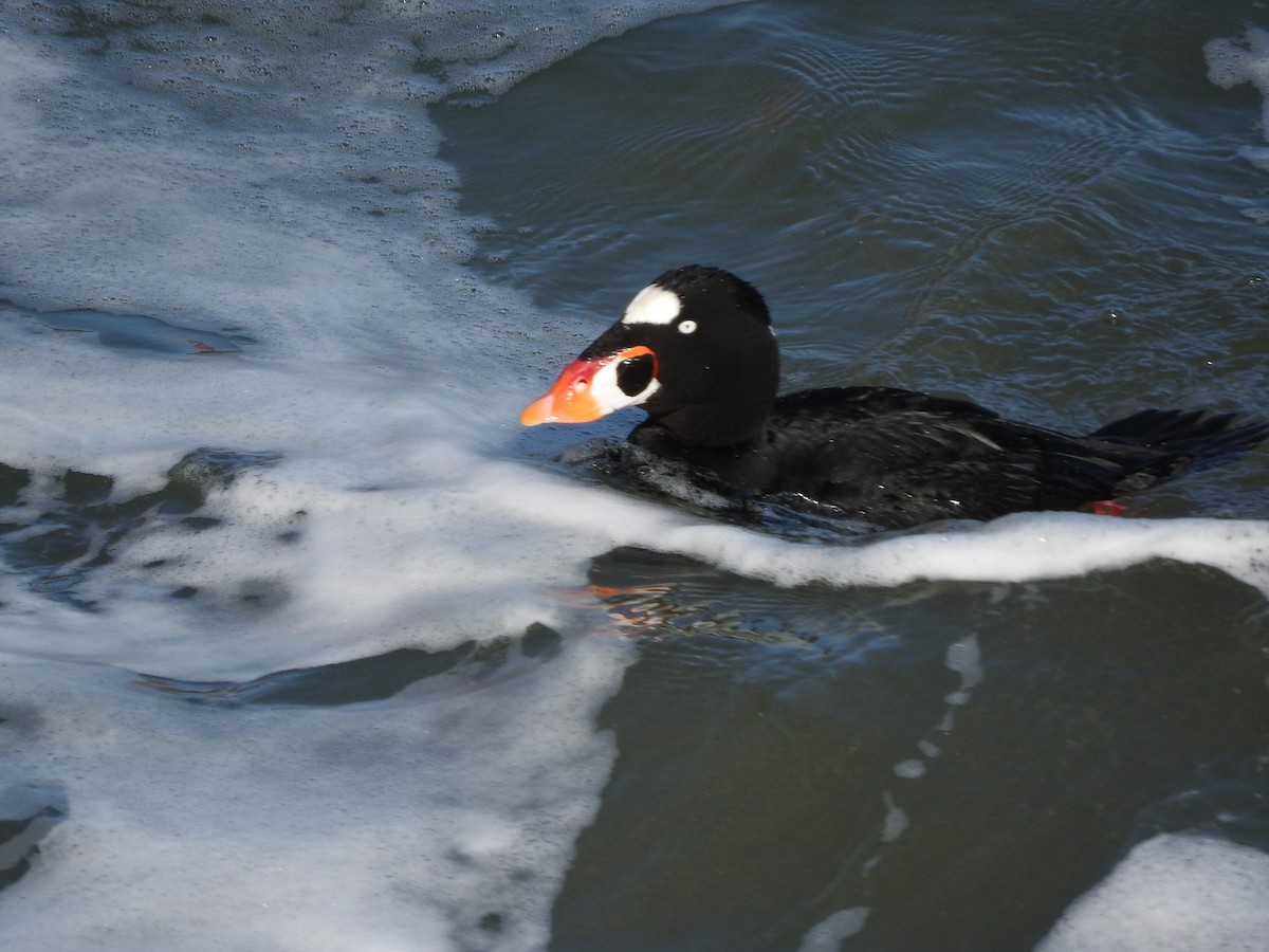 Surf Scoter - Ian Martin