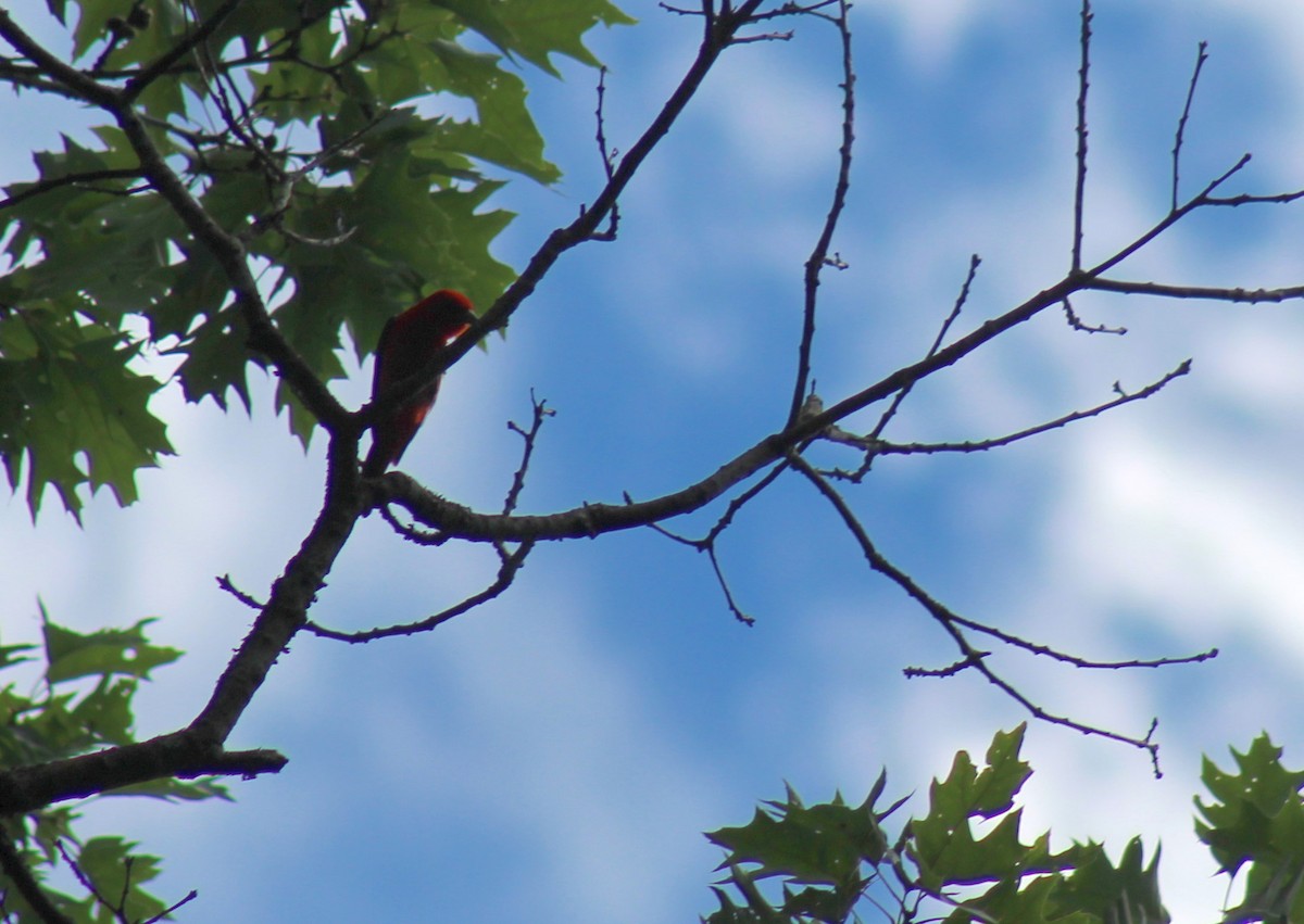 Scarlet Tanager - ML426698811