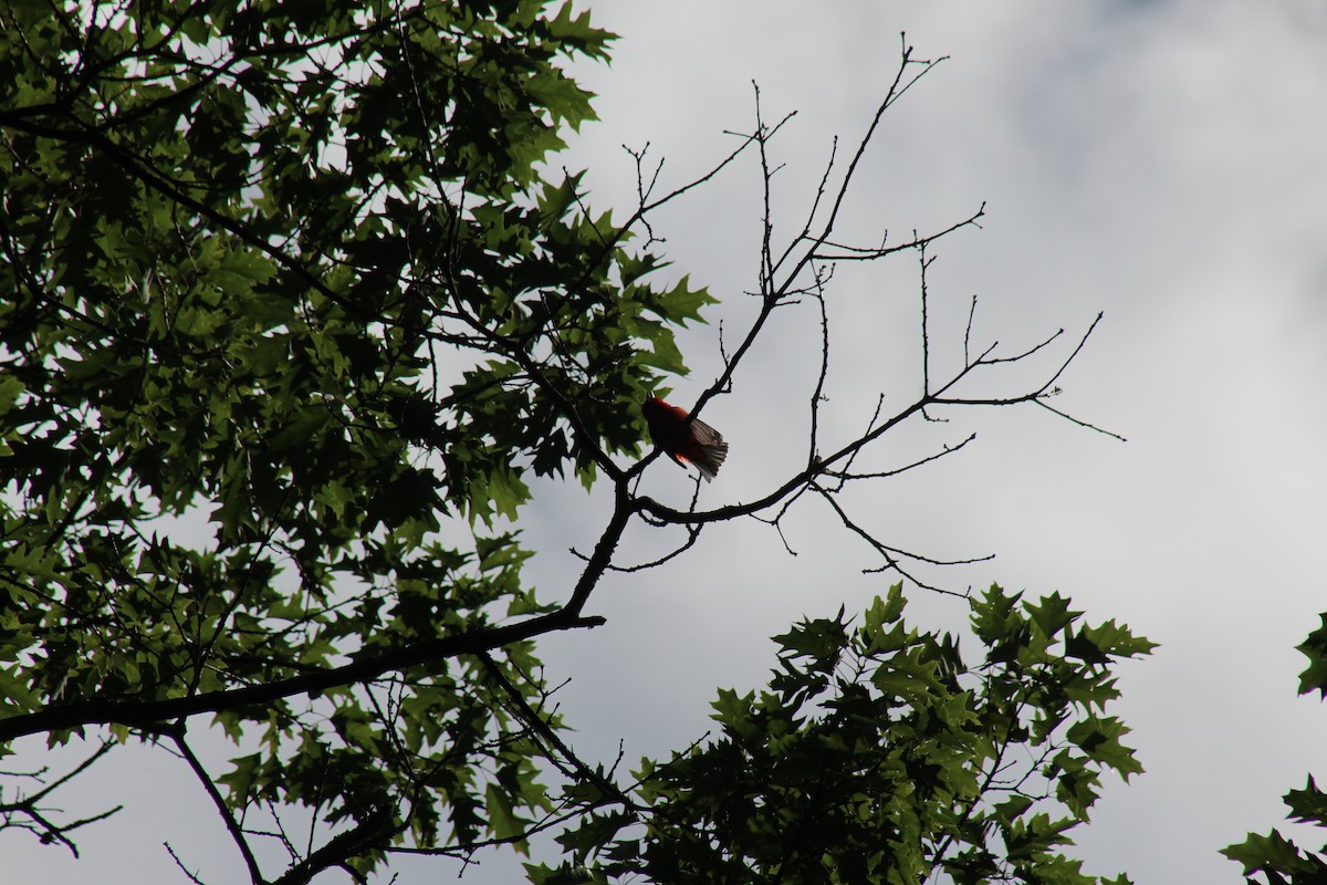 Scarlet Tanager - ML426698871