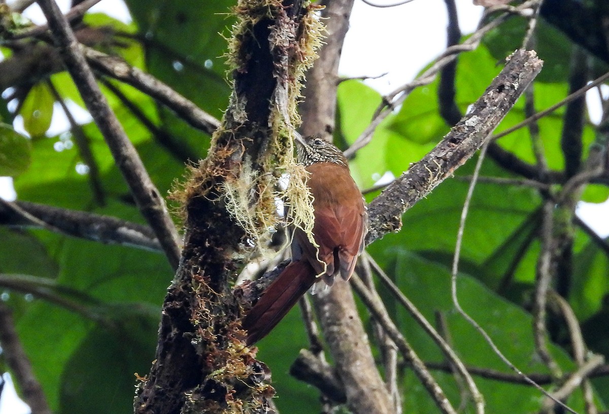 Rusty-winged Barbtail - ML426699291