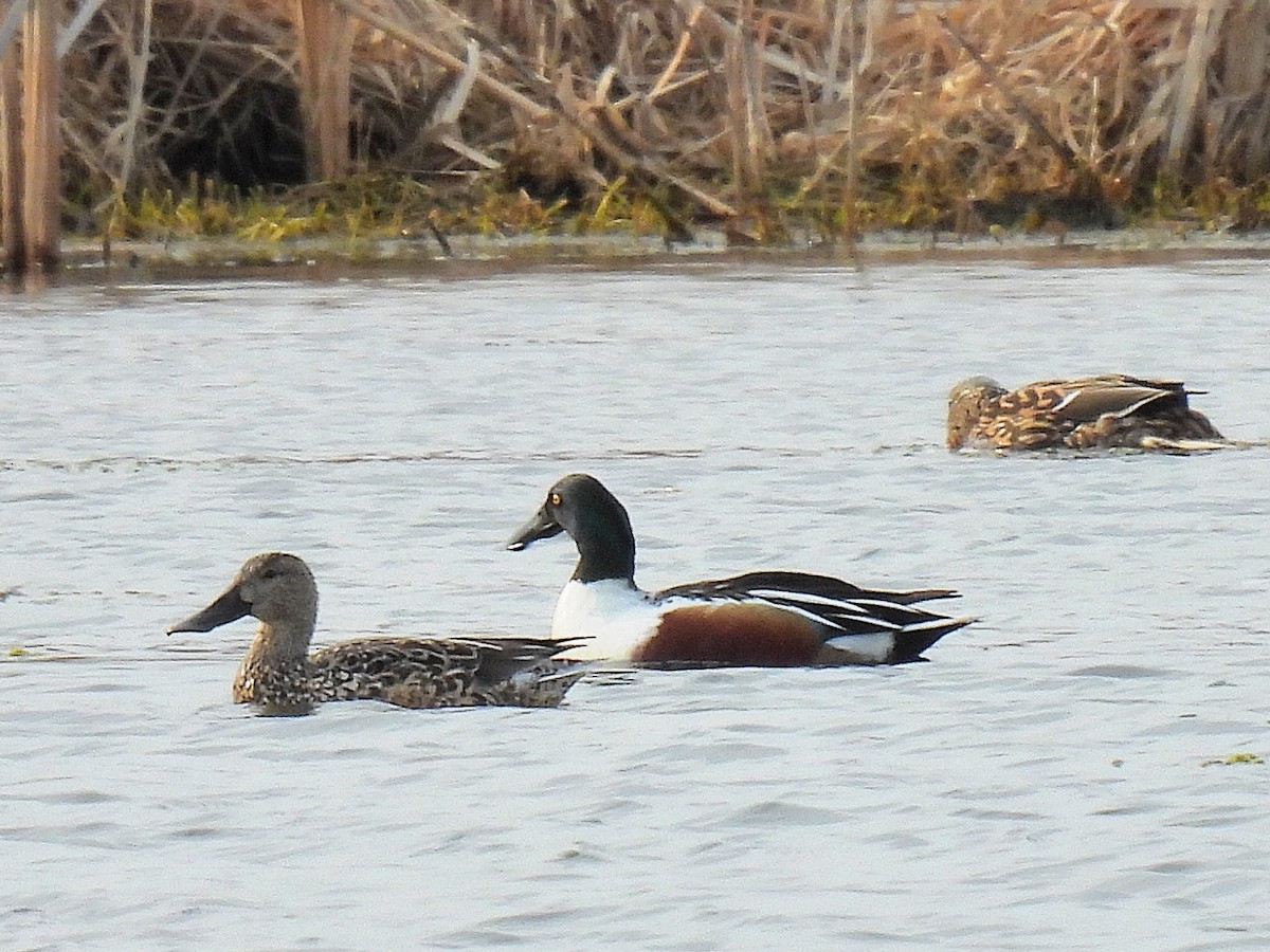 Northern Shoveler - Bill Nolting