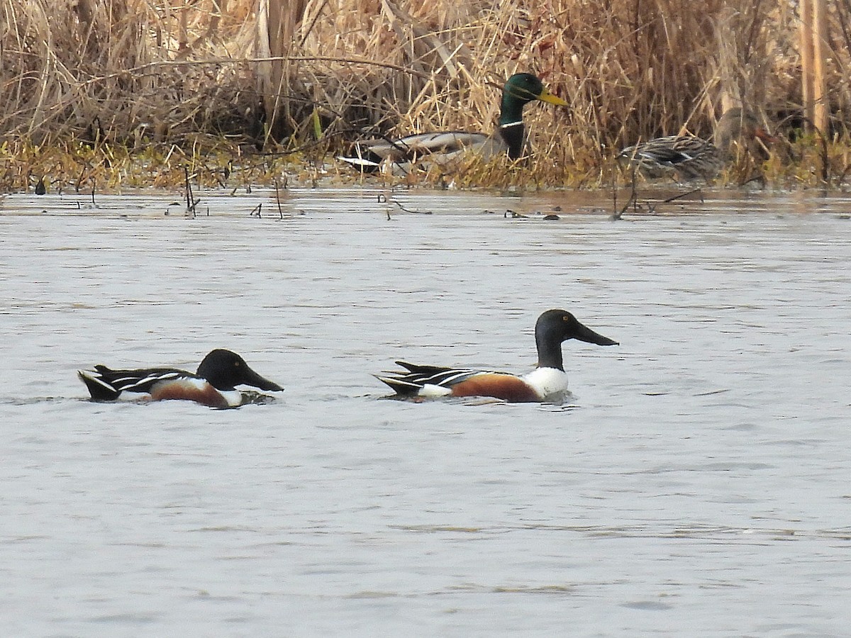 Northern Shoveler - Bill Nolting