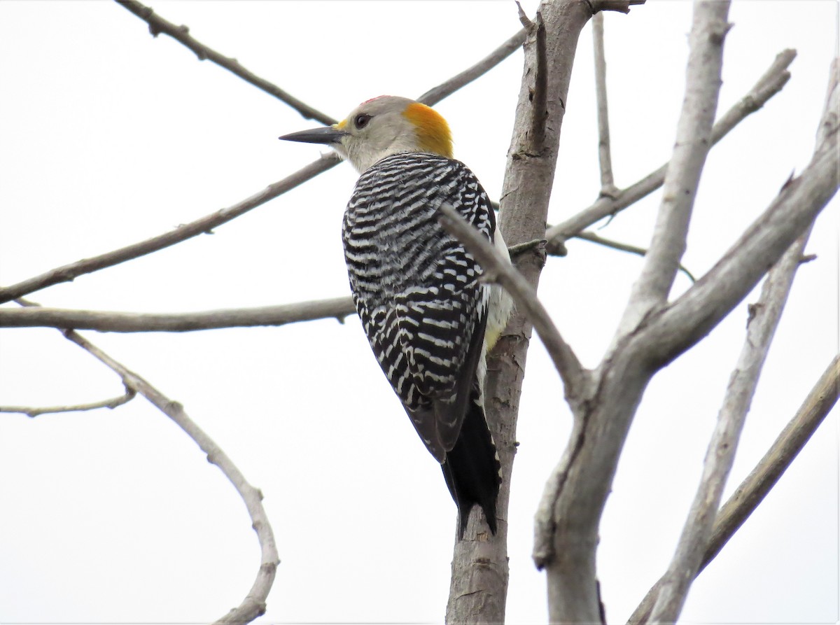 Golden-fronted Woodpecker - ML426705471