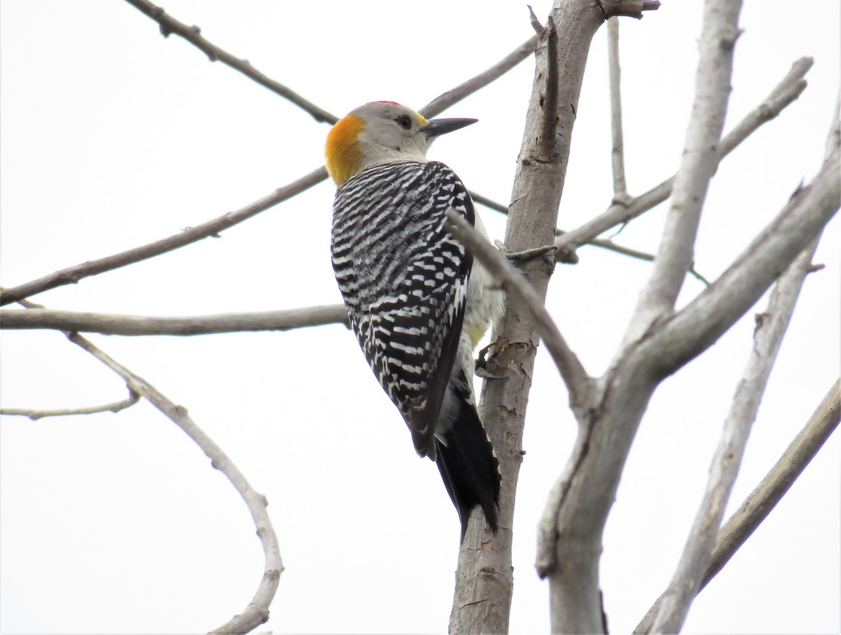 Golden-fronted Woodpecker - John Meredig