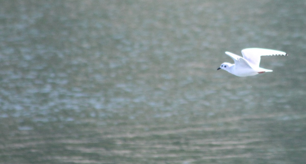Bonaparte's Gull - ML426706951