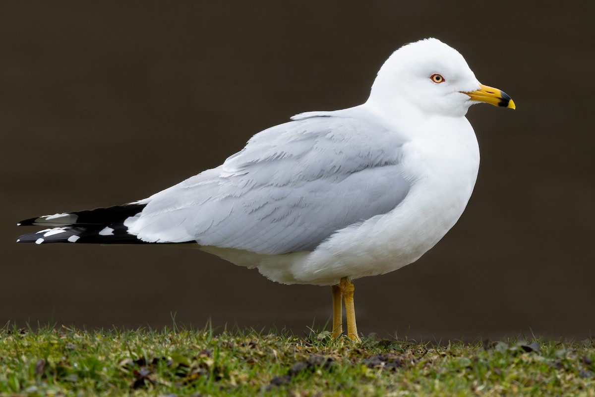 Ring-billed Gull - ML426707501