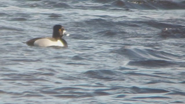 Ring-necked Duck - ML426707711