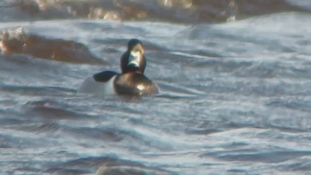 Ring-necked Duck - ML426707921