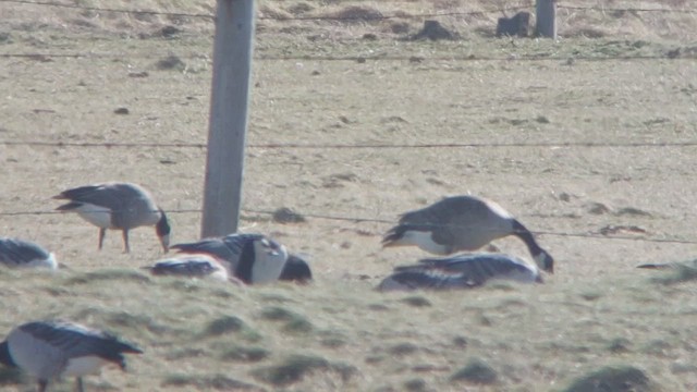 Cackling Goose (Richardson's) - ML426708161