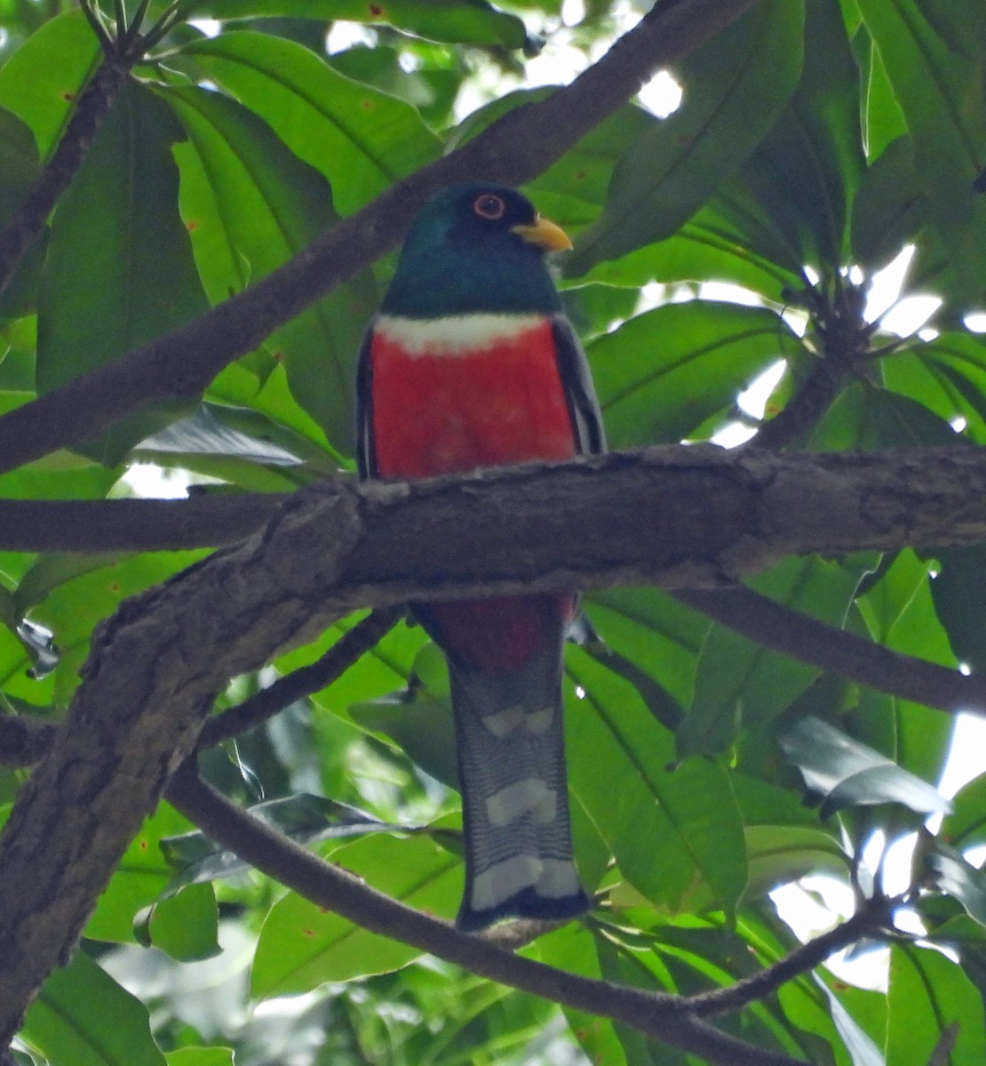 Trogon élégant - ML426708191