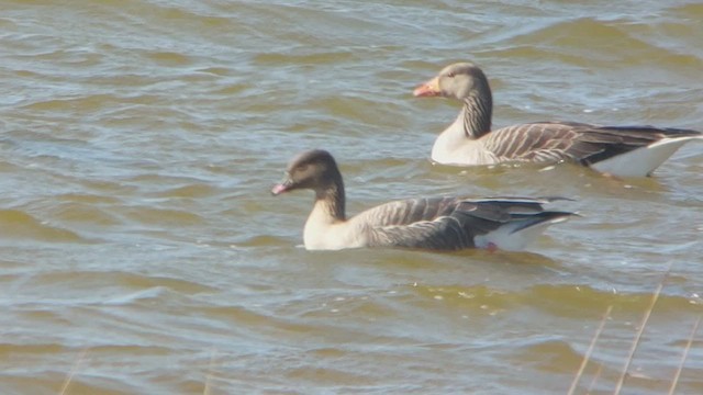 Pink-footed Goose - ML426708271