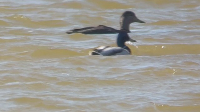 American Black Duck - ML426708531