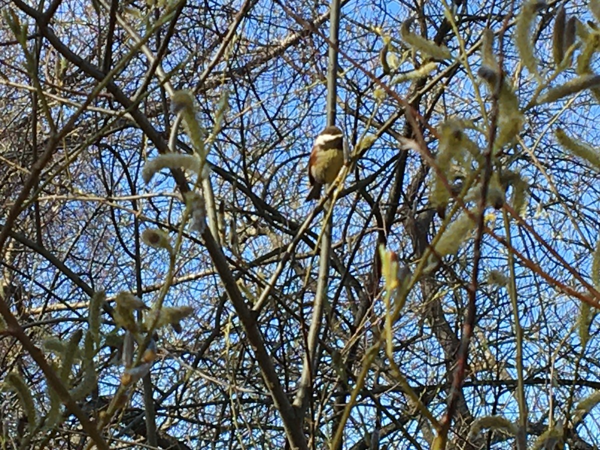 Chestnut-backed Chickadee - ML426708631