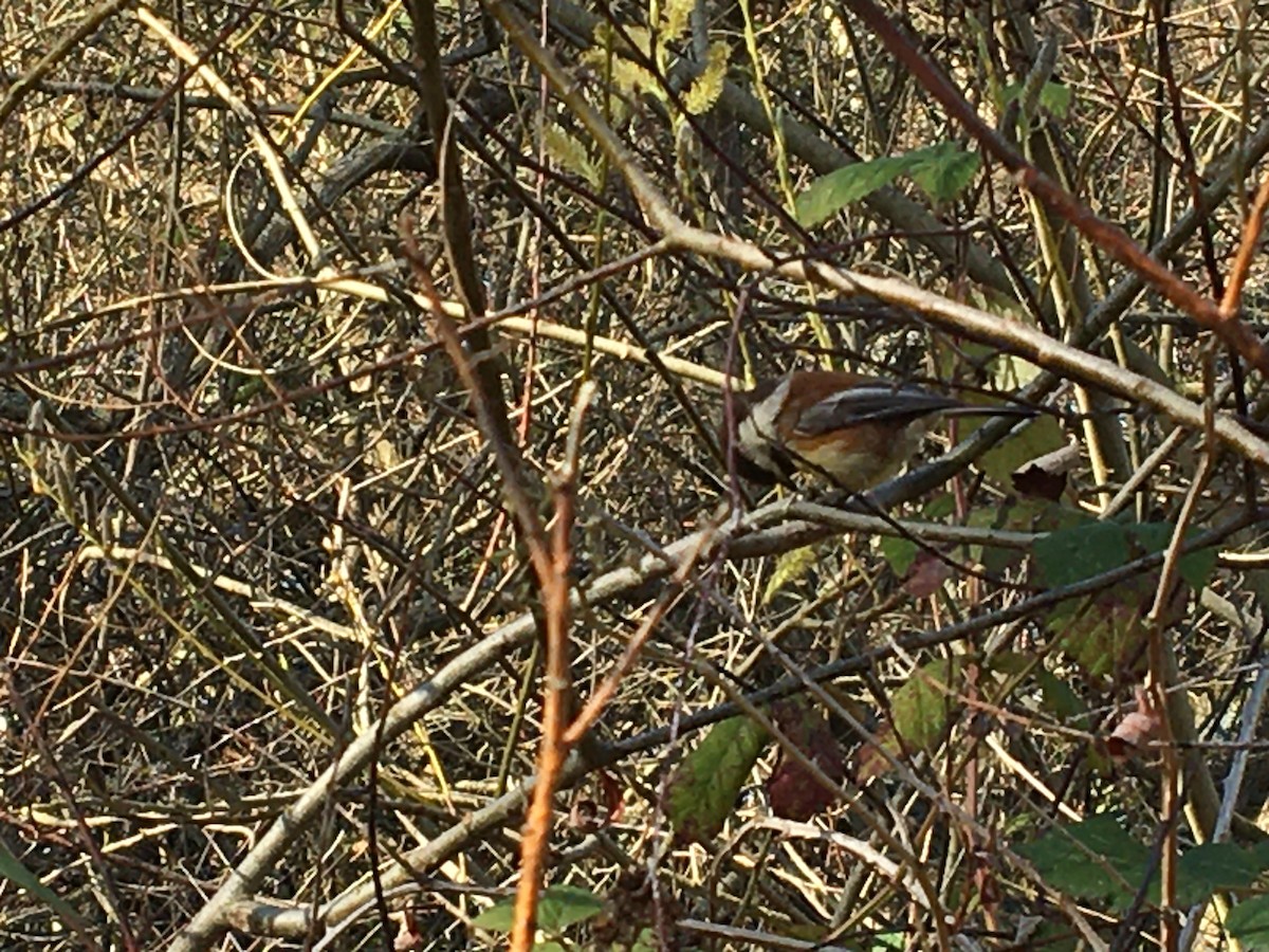 Chestnut-backed Chickadee - Miranda Maxwell