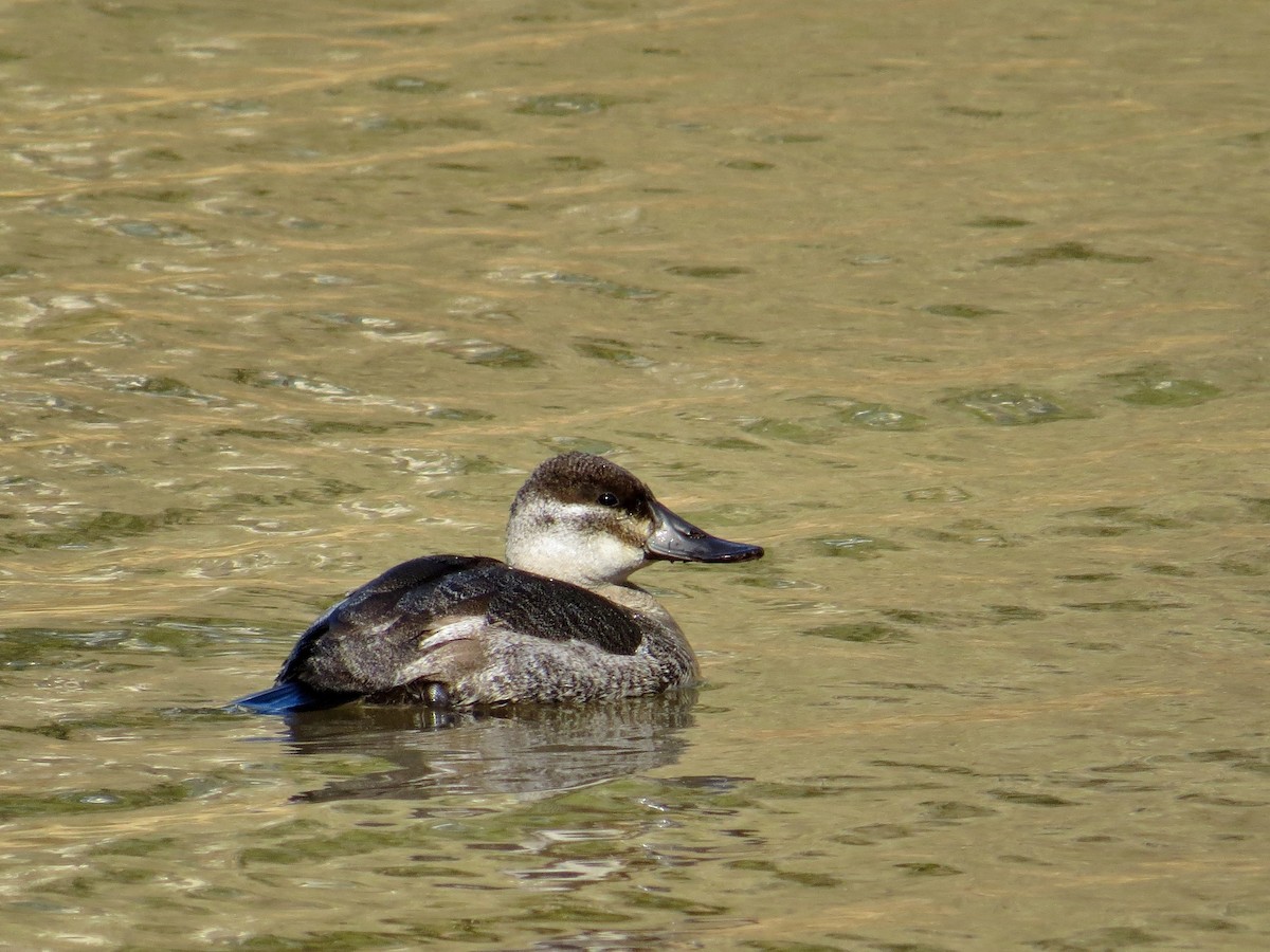 Ruddy Duck - ML42671071