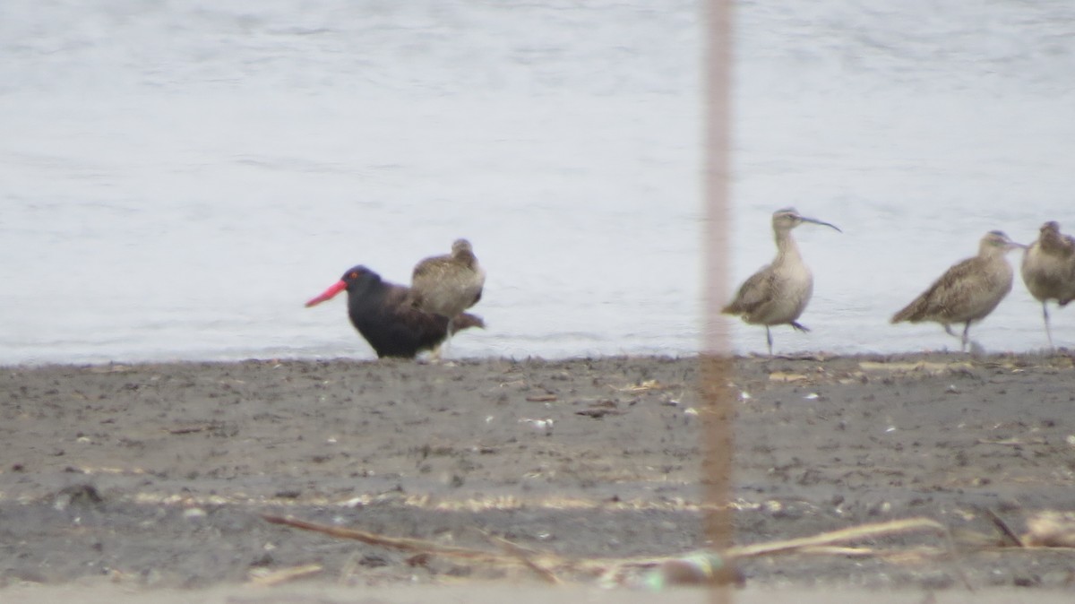 Blackish Oystercatcher - ML426711381