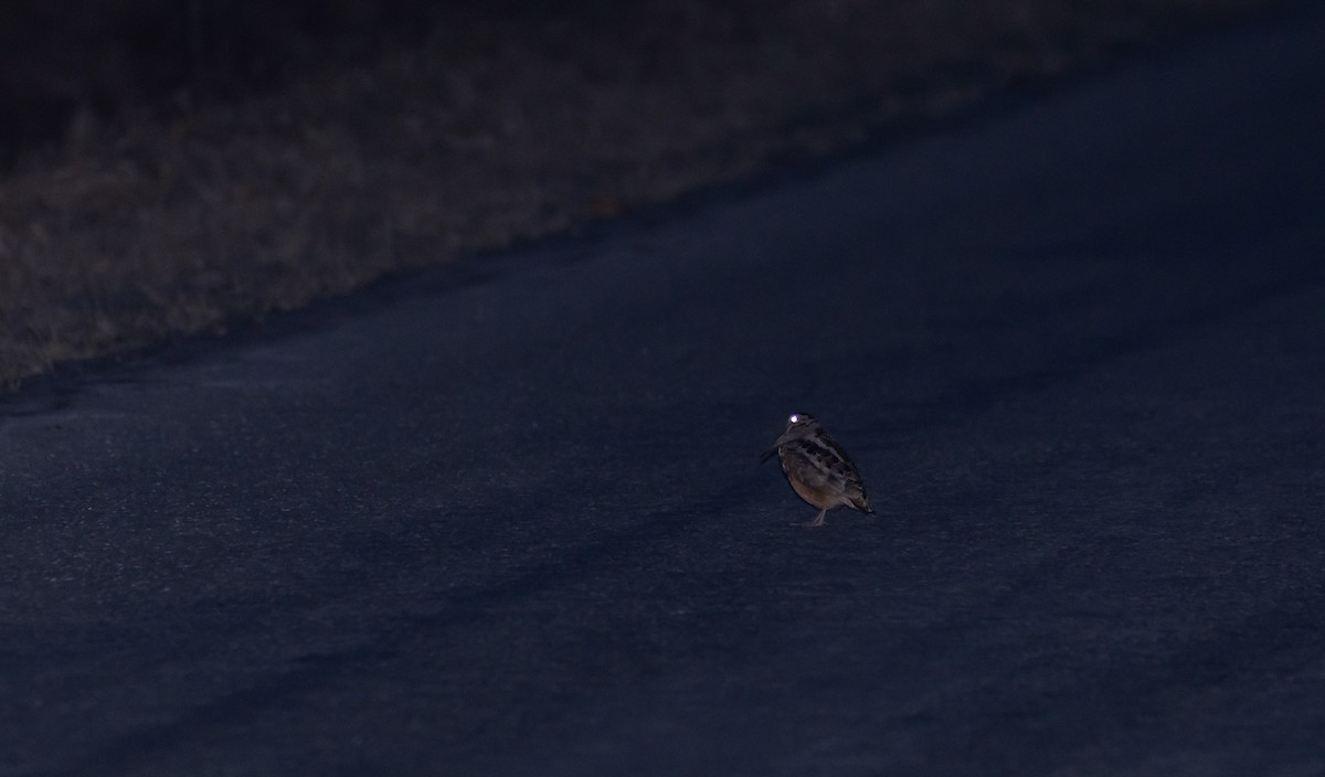 American Woodcock - ML426711481
