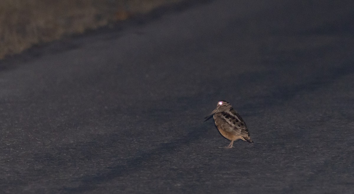 American Woodcock - ML426711521